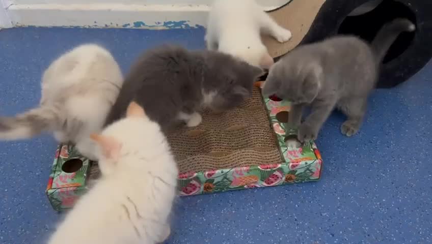 British Shorthair cats for sale: 3 gorgeous babies remaining 2 boys 1 girl 😻 - Video 1