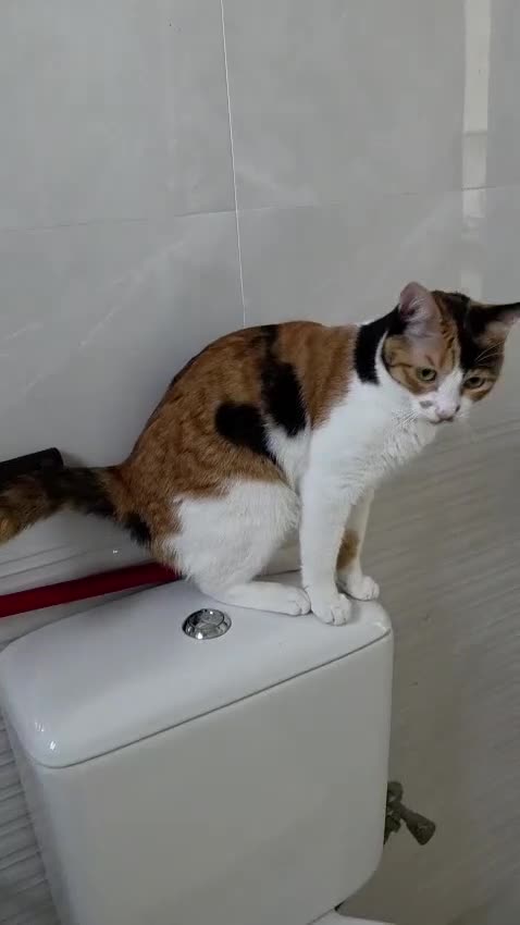 Arabian Mau cats for adoption: Petunia (Pip) - Video 1