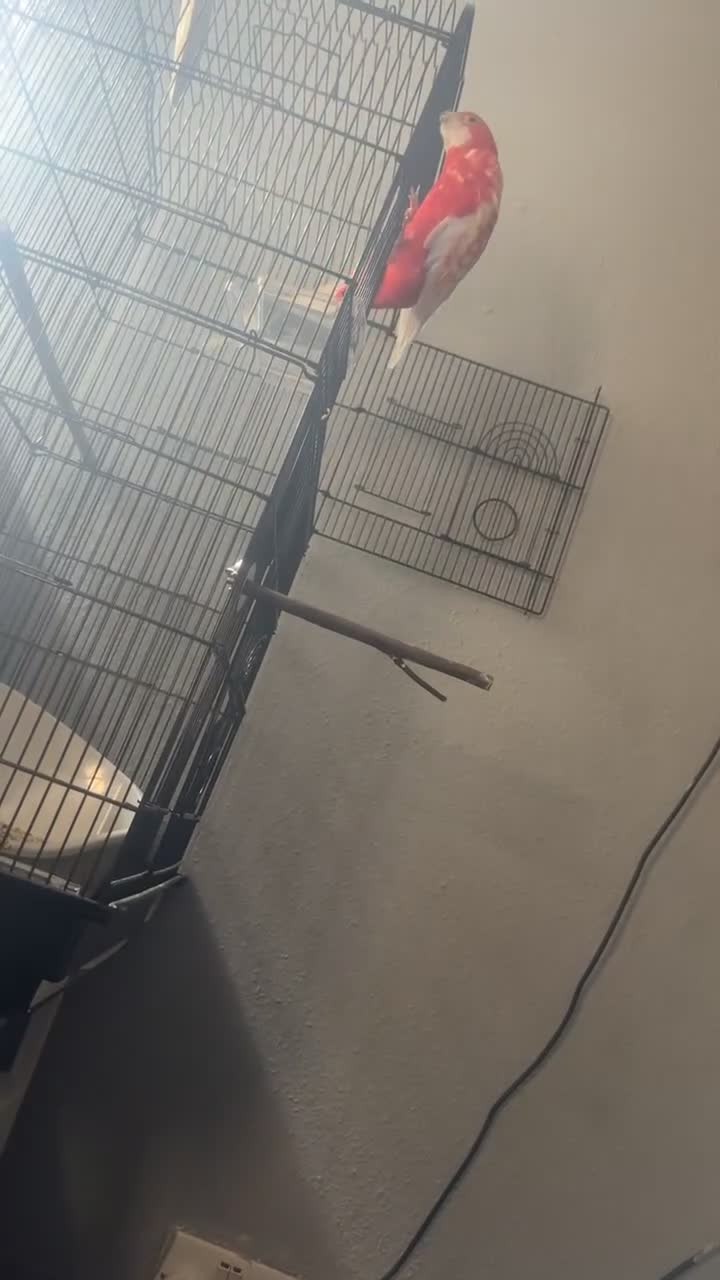 Parakeets birds for sale: Rubino rosella - Video 1