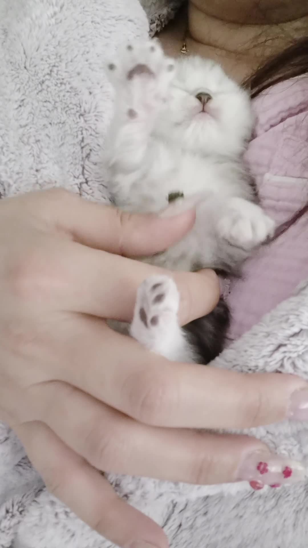 Persian cats for sale: Pure Persian silver chinchilla - Video 1