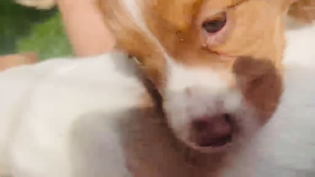 Cocker Spaniel dogs for sale: 11 week old boy already crate and whistle trained! - Video 4