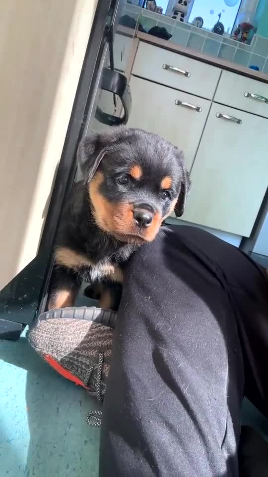 Rottweiler dogs for sale: Rottweiler Girl pup - Video 2
