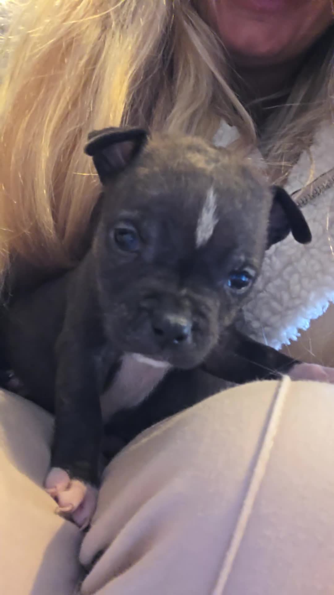 Staffordshire Bull Terrier dogs for sale: **LAST GIRL** STAFFORDSHIRE BULL TERRIOR PUPPIES - Video 3