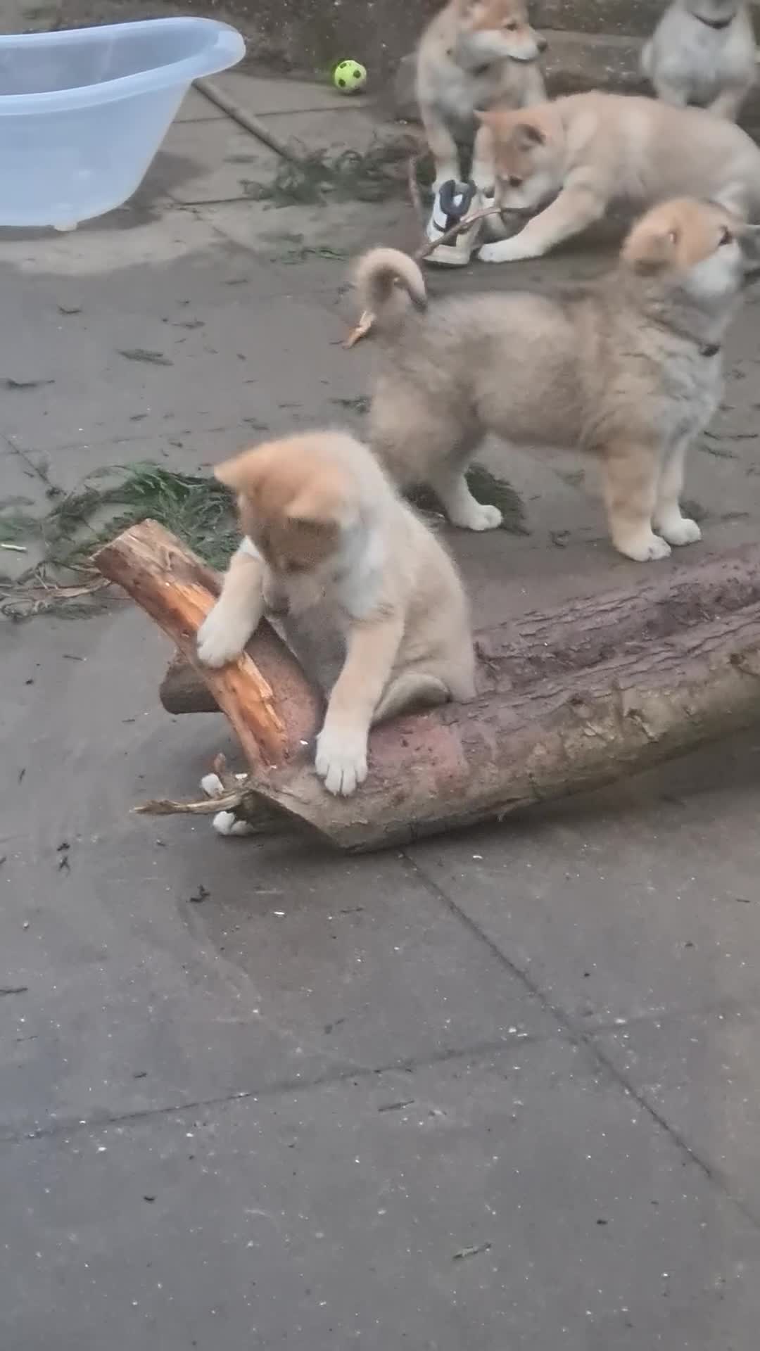 Mixed Breed dogs for sale: Czech Wolfdog × Akita/Malamute Puppies - Video 4