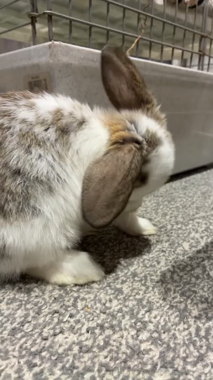 Budgerigars birds for sale: Baby mini lop males rabbits  - Video 2