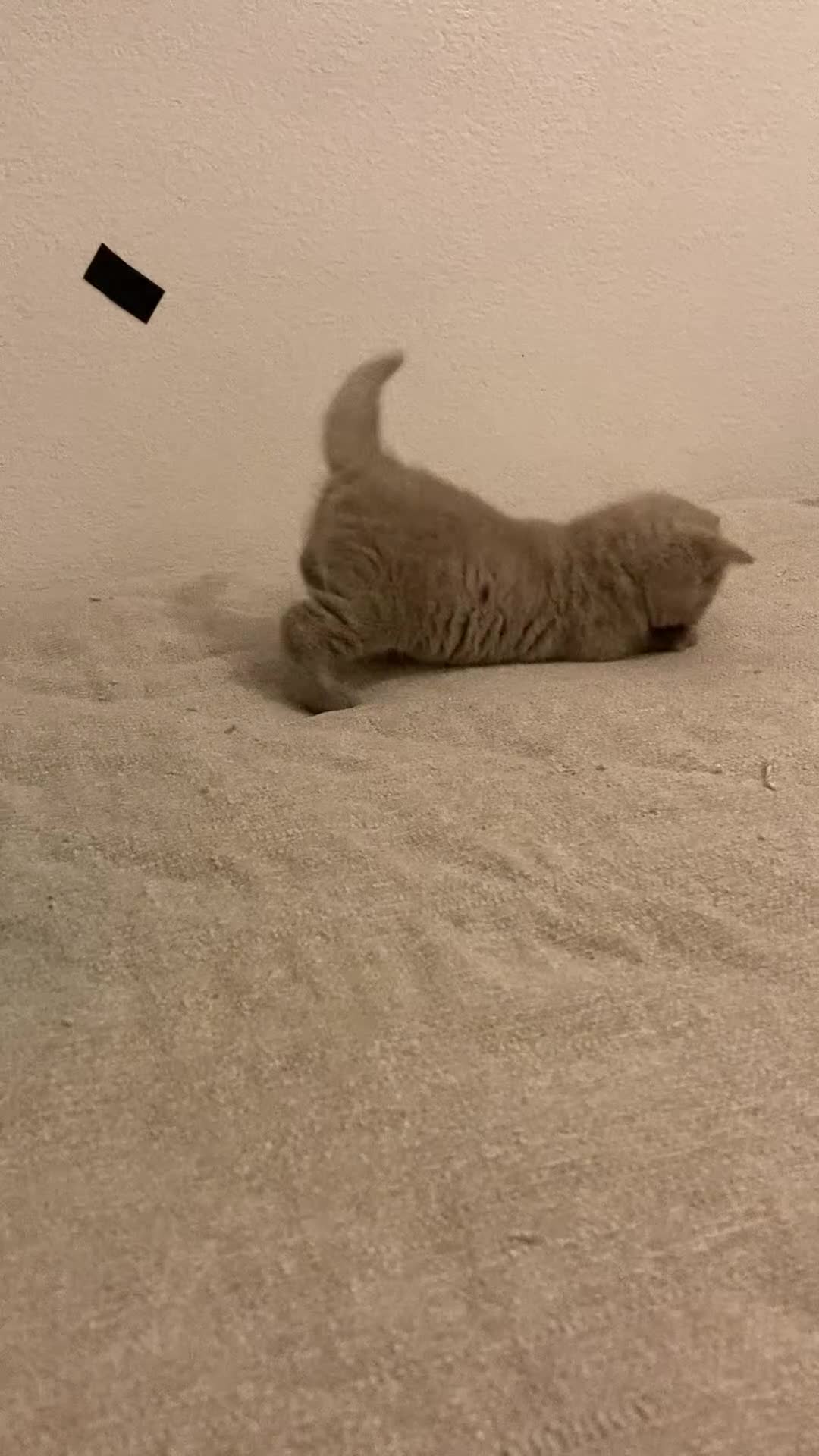 British Shorthair cats for sale: Gorgeous Lilac BSH Kittens Ready 28 June in Hemel Hempstead - Video 4