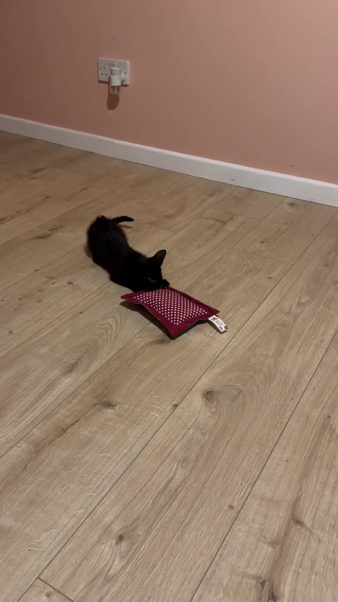 Mixed Breed cats for sale: Mother and daughter only together  - Video 1