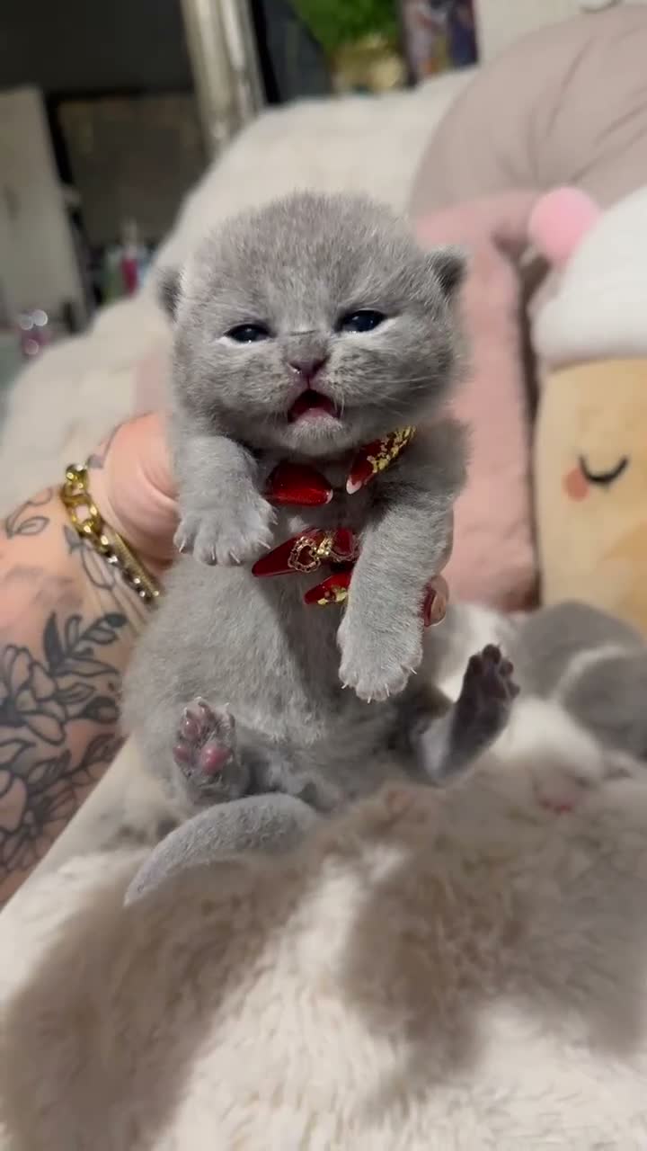 British Shorthair cats for sale: Pure British Shorthair Outstanding Kittens 😻🏆🥇 - Video 3