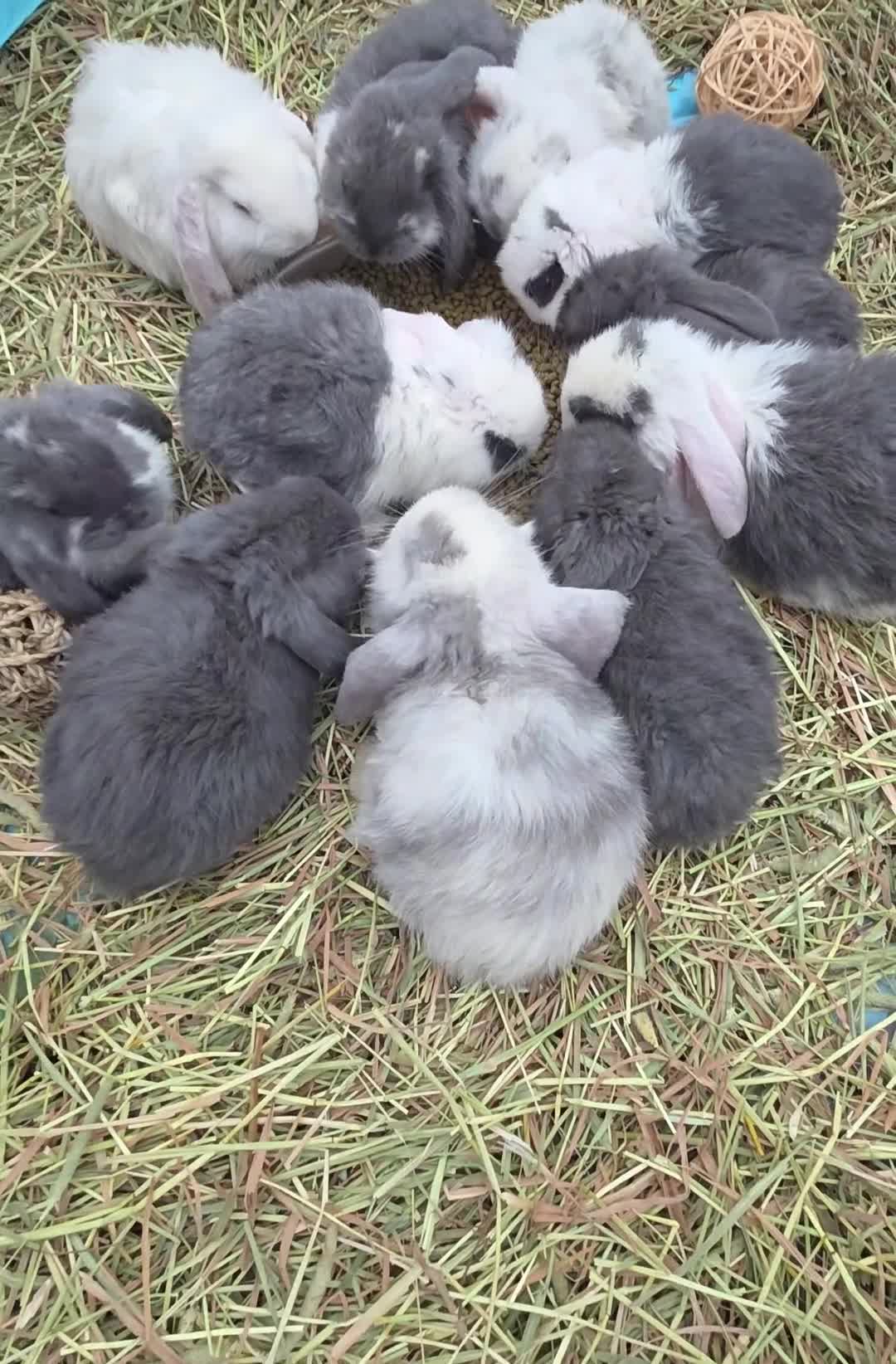 French Lop rabbits for sale: Beautiful French Lop Babies - Video 1