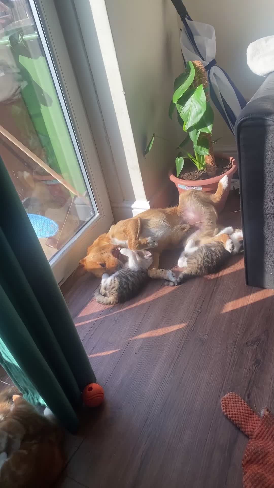 Mixed Breed cats for sale: Ginger and tabby calico mix - Video 2