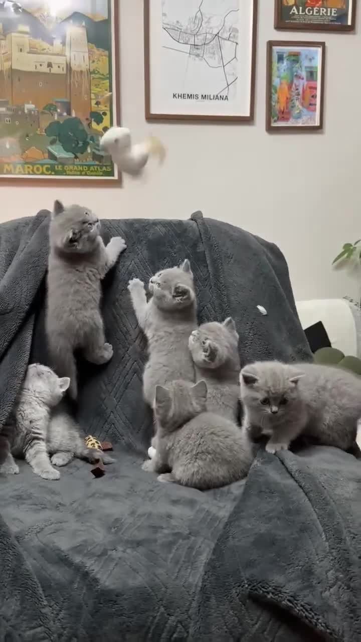 British Shorthair cats for sale: 🐾 British Shorthair × Scottish Straight Kittens - Video 1