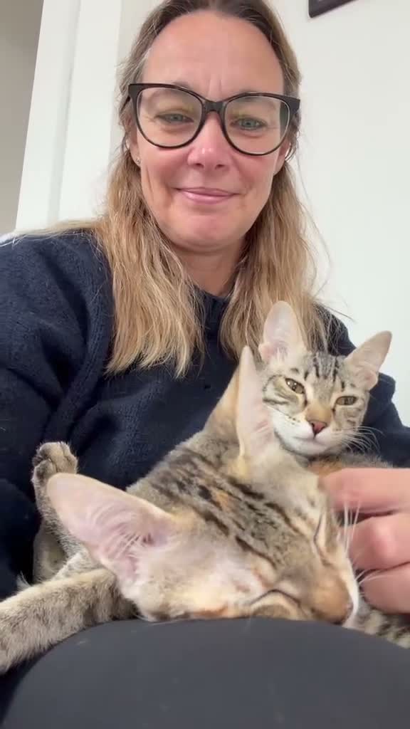 Mixed Breed cats for adoption: Saffy and Cassie: the cutest duo of troublemakers - Video 1