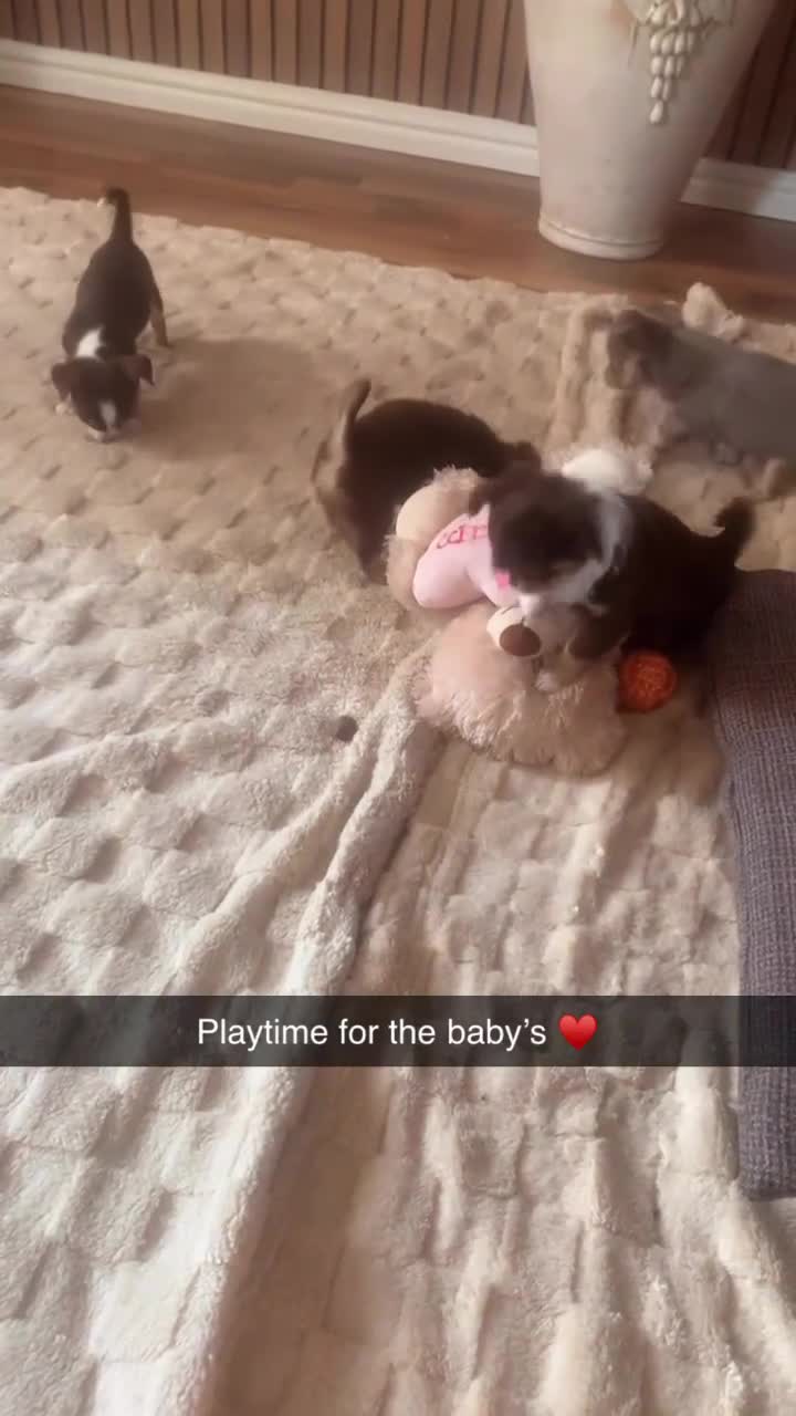 Chihuahua dogs for sale: Chocolate long hair chihuahua boy - Video 1