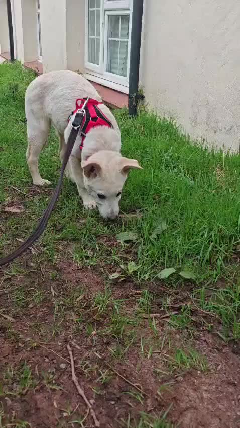 Mixed Breed dogs for adoption: Muffin  in Minehead - Video 1