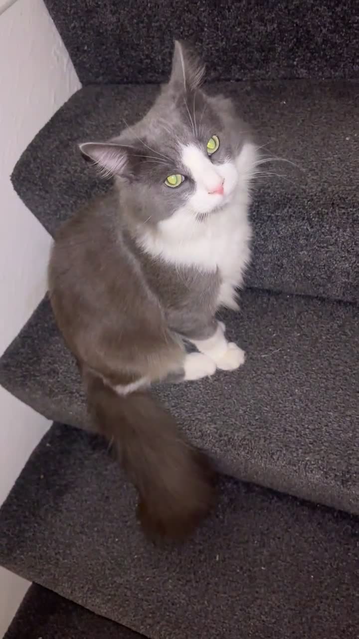 Maine Coon cats for sale: Maine coone male  - Video 1