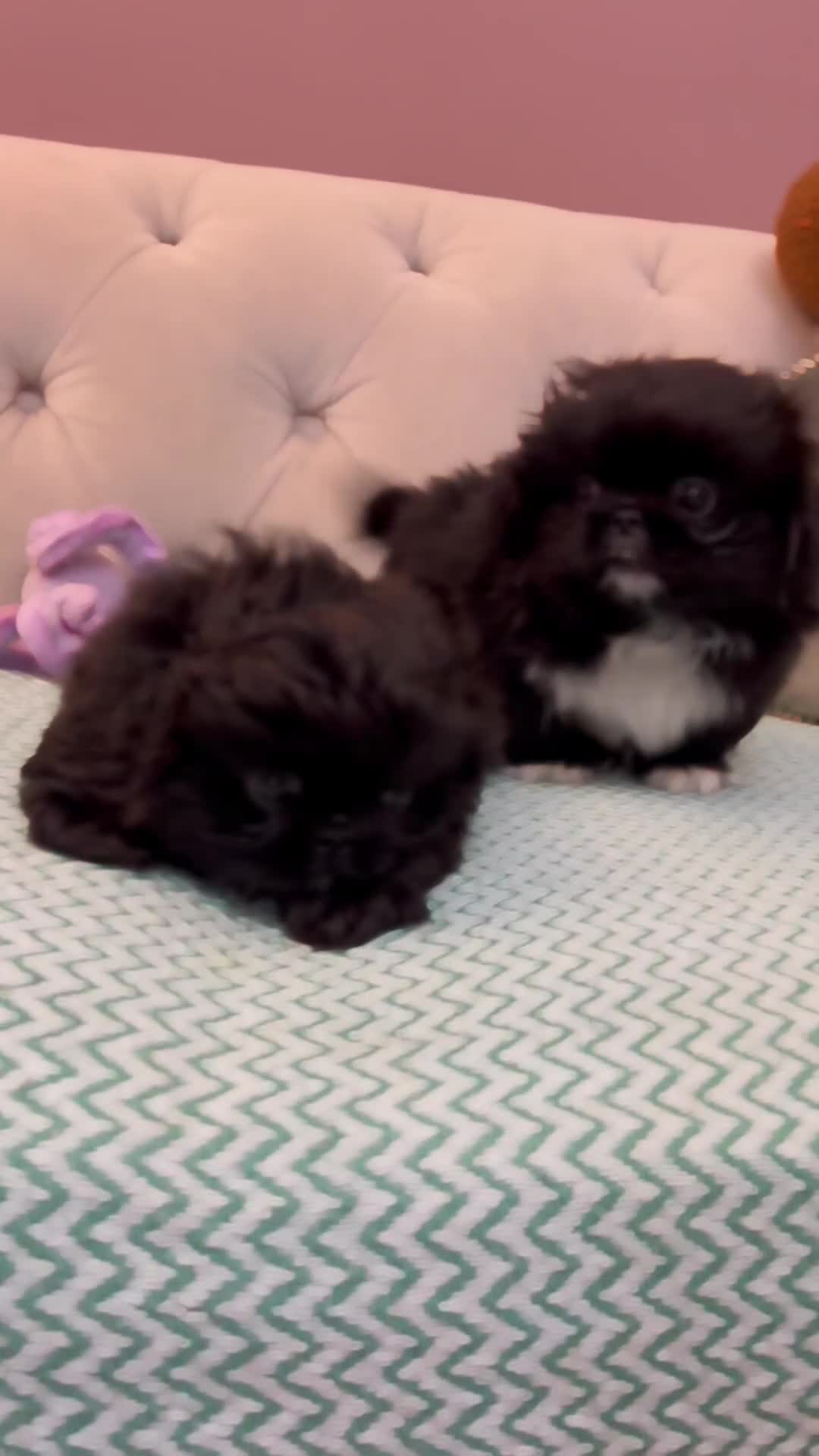 Pekingese dogs for sale: Stunning Quality Pekingese puppies Ready Now  - Video 1