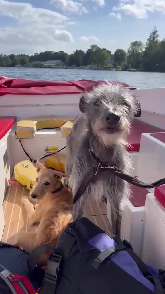 Lurcher dogs for sale: 9 beautiful Bedlington X Whippet puppies  - Video 1