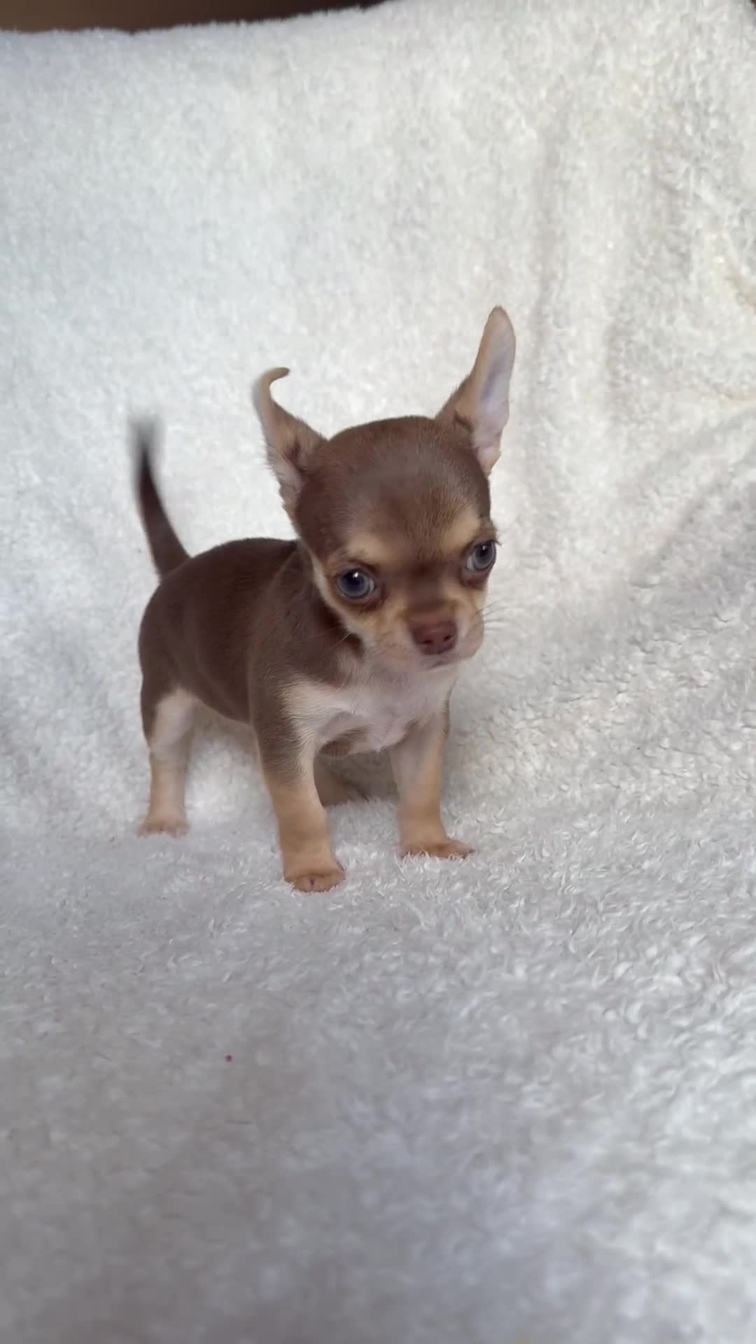 Chihuahua dogs for sale: All puppies sold 🩵🐾 - Video 1