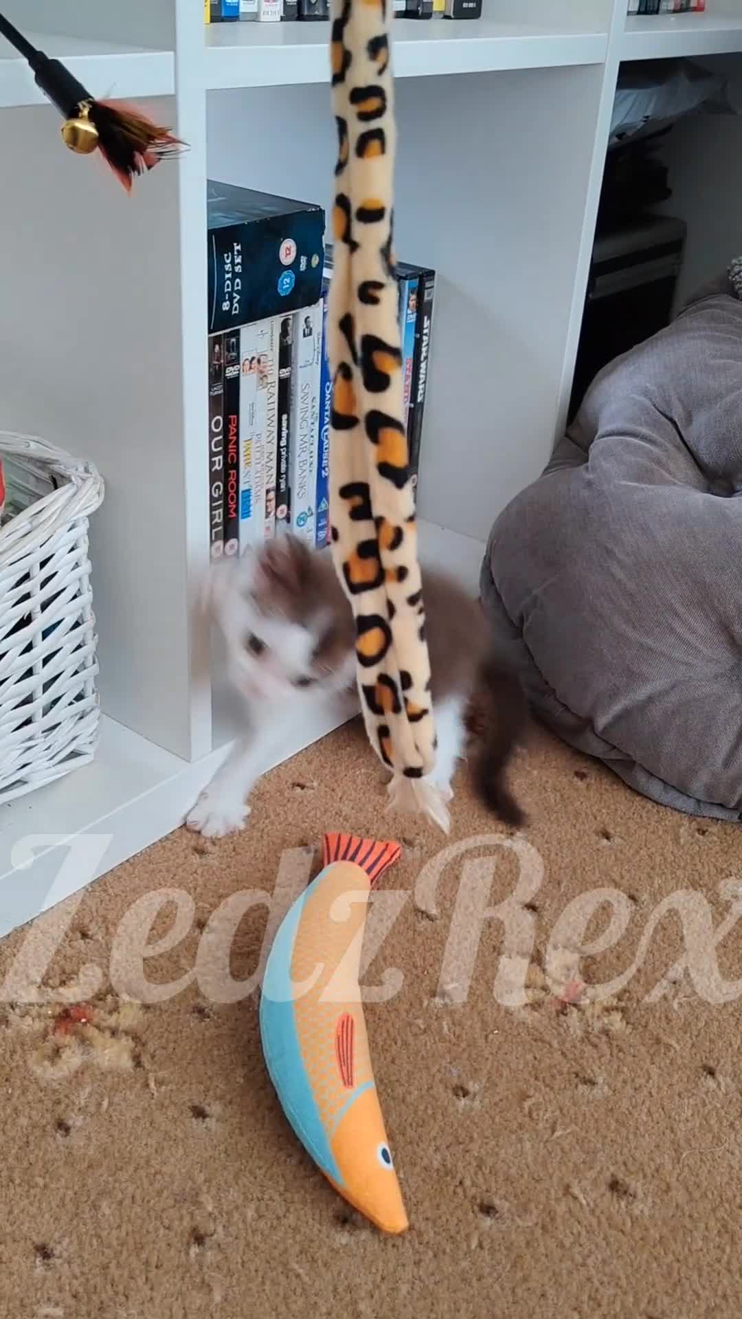 Mixed Breed cats for sale: Devon Rex x BSH kitten looking for a special home - Video 1