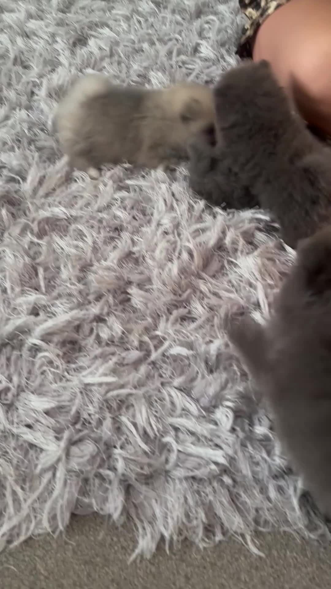 Pomeranian dogs for sale: Pomaranian  in Grays - Video 2
