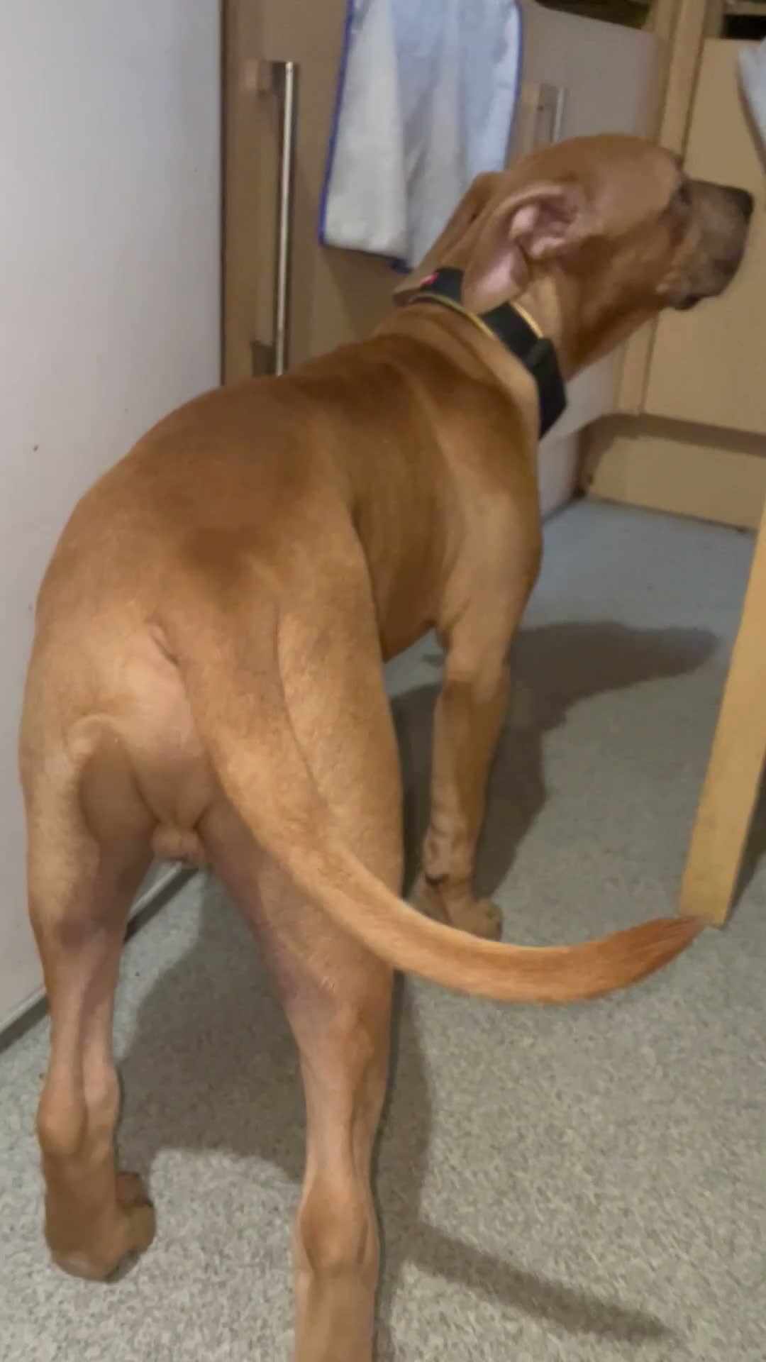 Mixed Breed dogs for sale: Puppy for sale  - Video 1