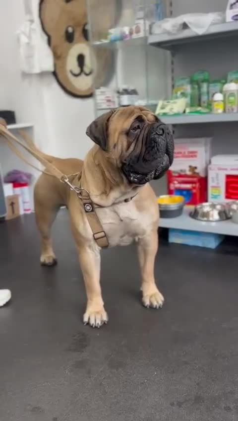 Bullmastiff dogs for sale: KC Registered top quality Bullmastiff puppies in Stockton-on-Tees - Video 1