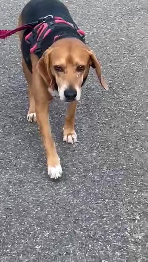 Mixed Breed dogs for adoption: Jojo handsome Beagle cross  - Video 1