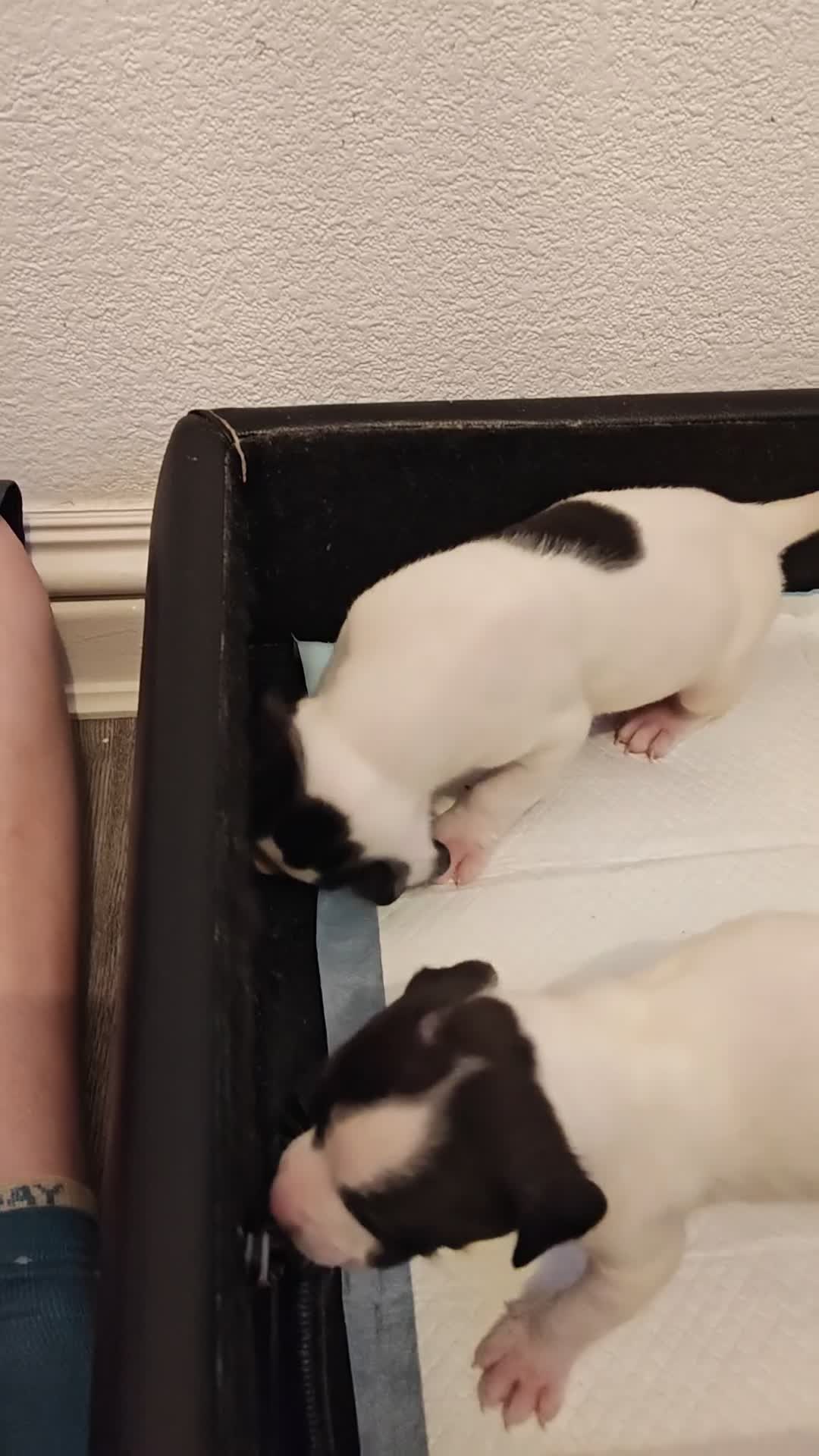 Presa Canario dogs for sale: Spanish mastiff  - Video 2