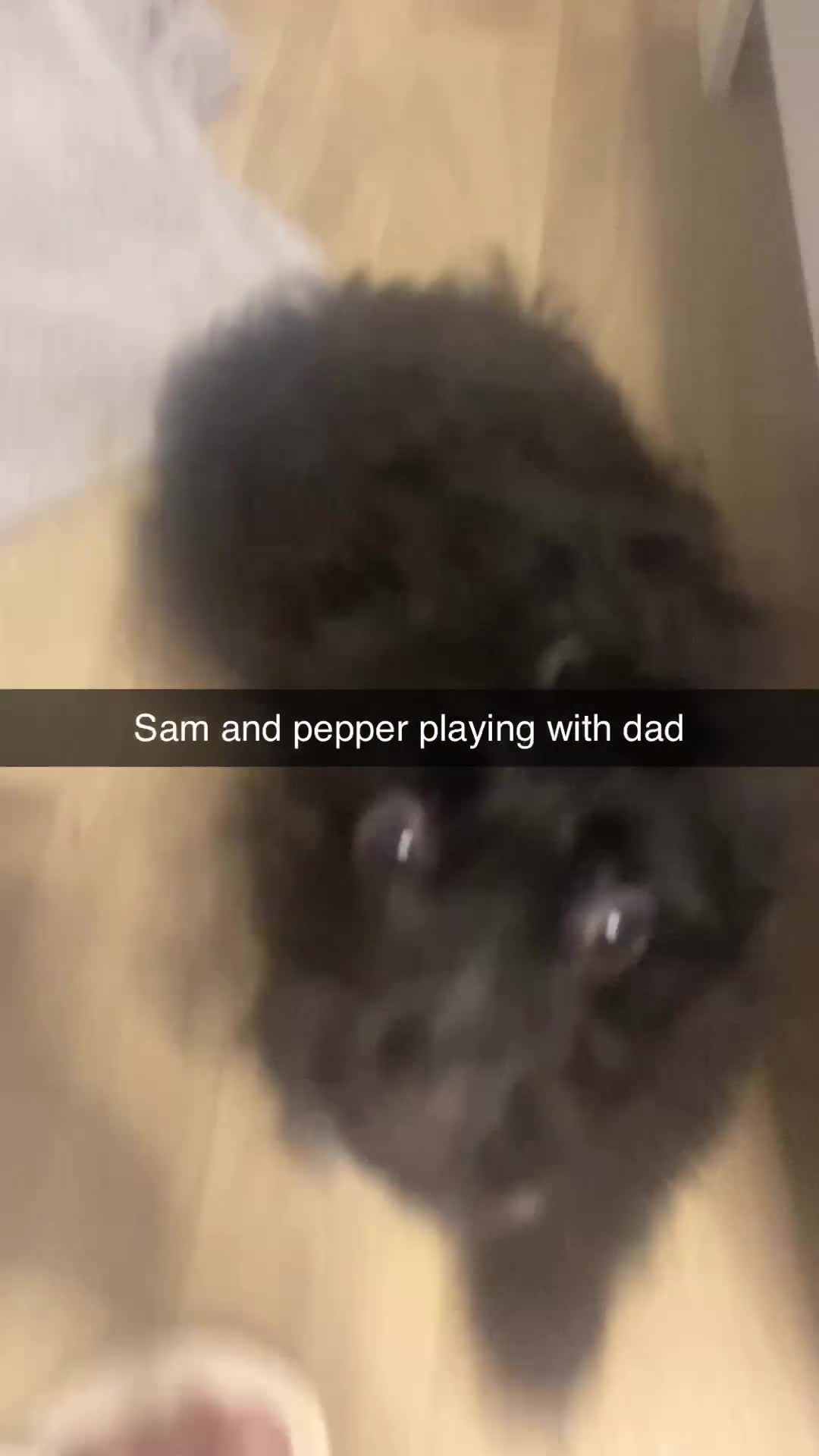 Mixed Breed dogs for sale: Maltipom puppies are now ready for new homes - Video 2