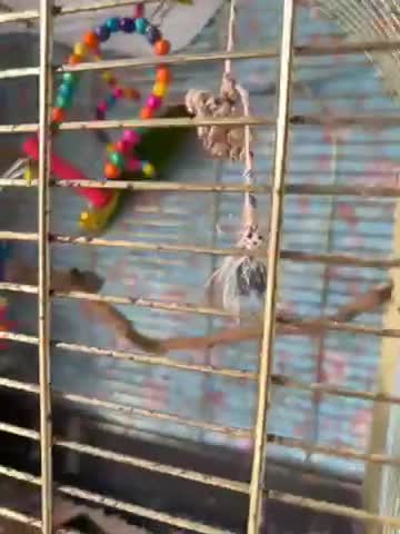 Mixed Breed birds for sale: Kakariki bird with cage  - Video 1