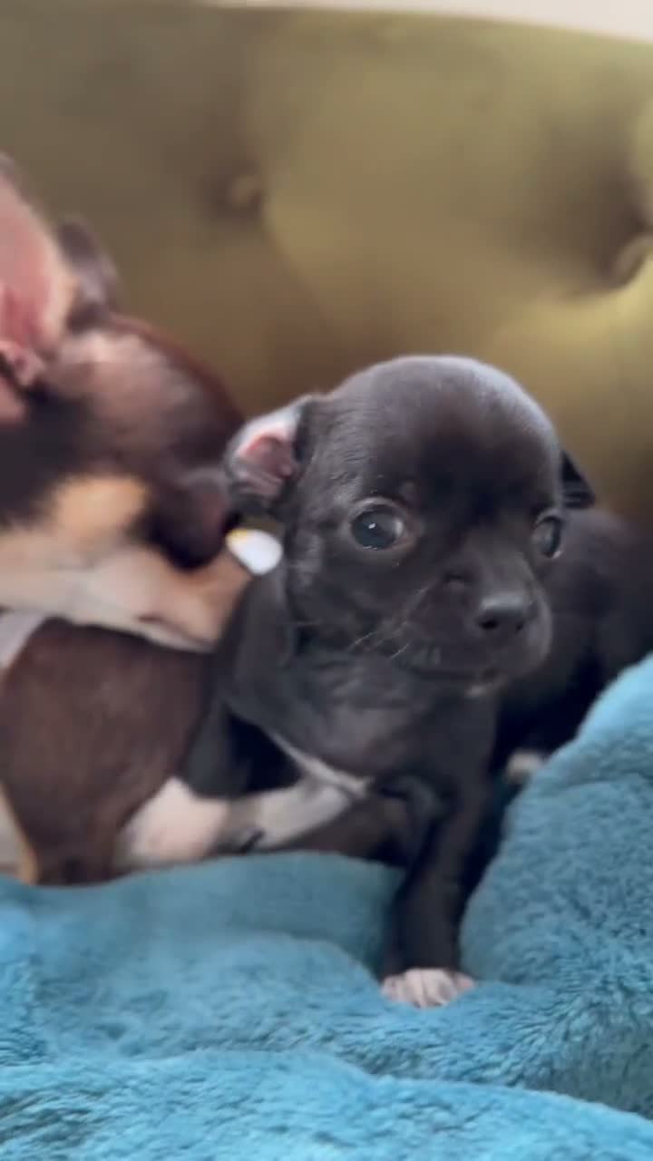 Chihuahua dogs for sale: Beautiful Black Chihuahua Girl Central London - Video 2