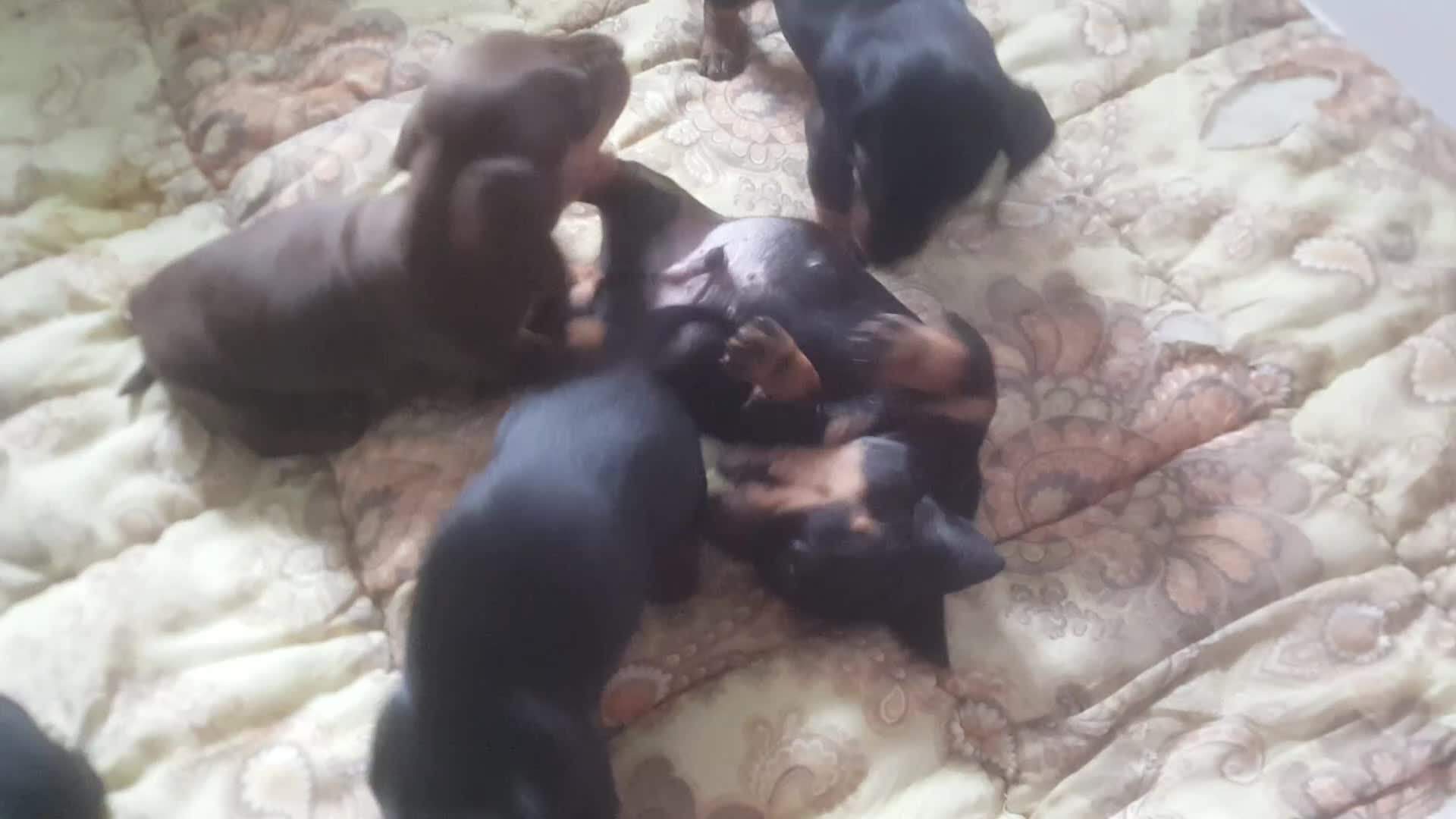 Dachshund dogs for sale: Beautiful short haired dachshund puppies for sale in Corby - Video 1