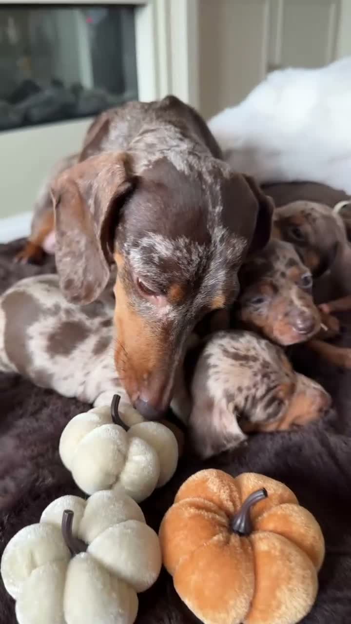 Miniature Dachshund dogs for sale: Miniature Dachshund Puppies Raised With Love in Bradford - Video 2