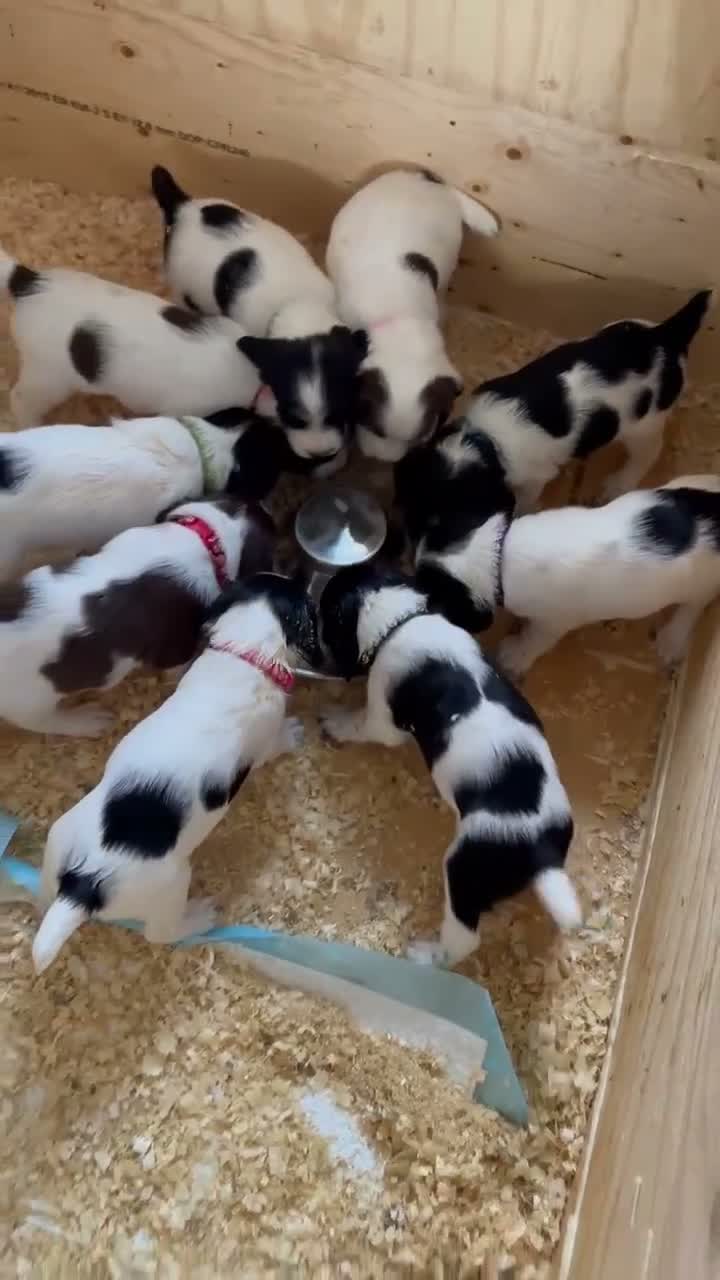 KC FTCH Springer Spaniels for sale in Yeovil | Pets4Homes