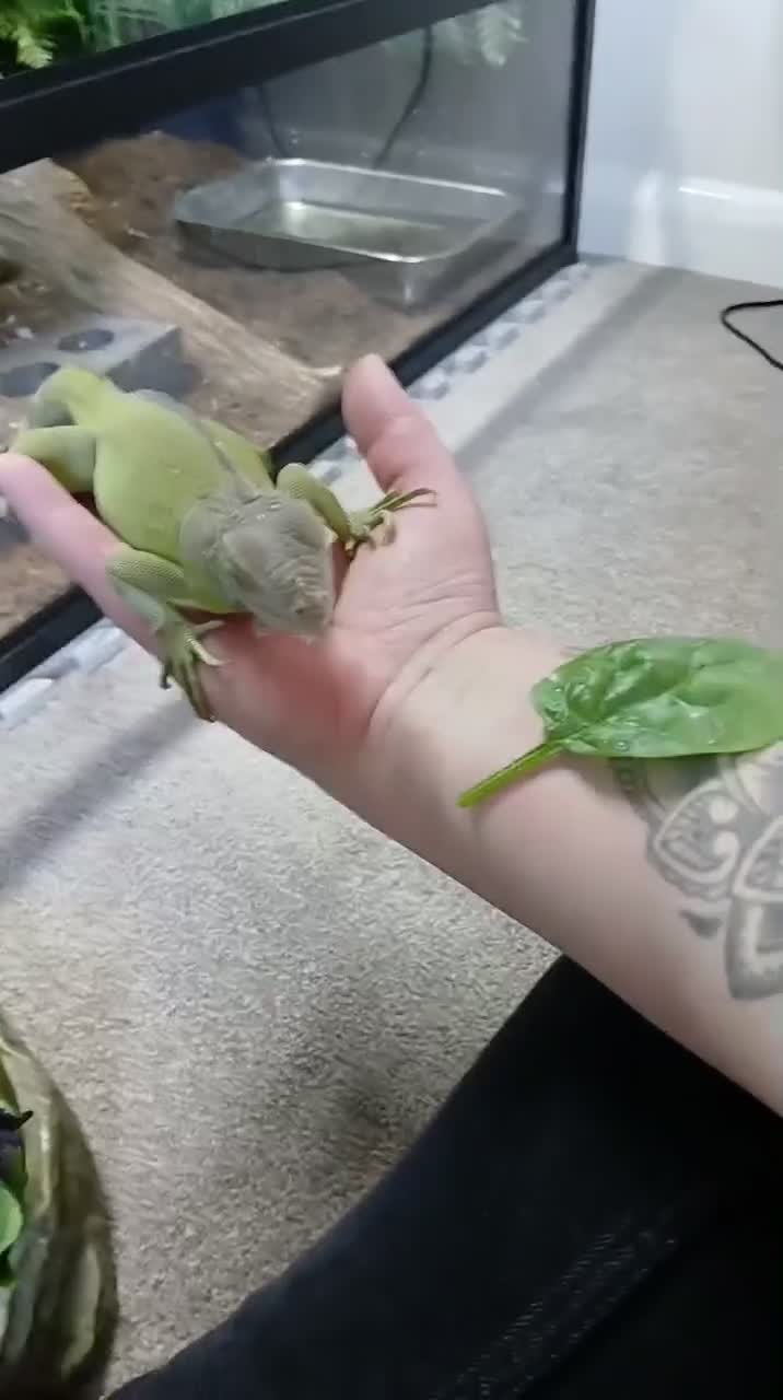 Iguana reptiles for sale: Lime green zero iguana in Chesterfield - Video 1