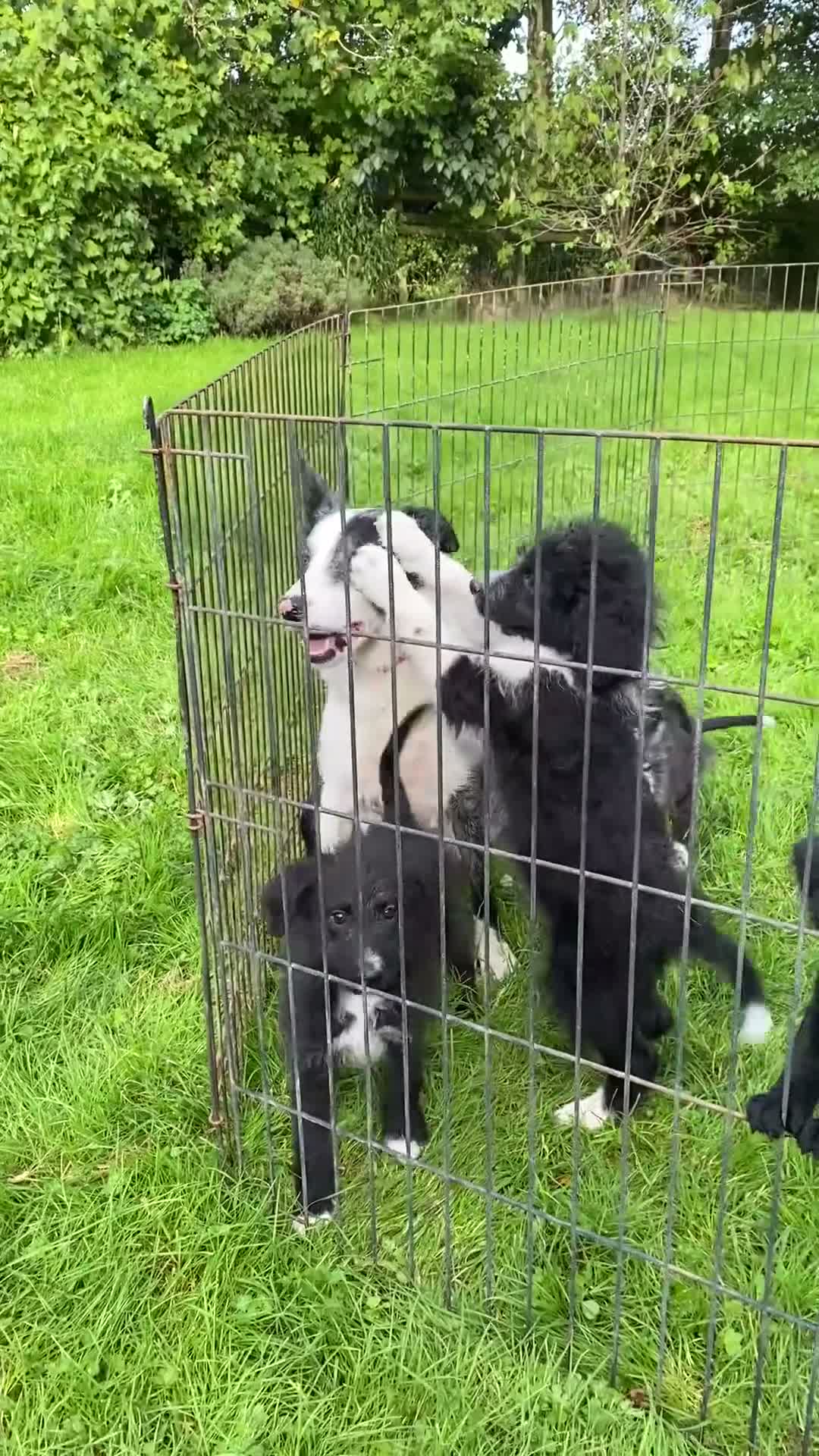 Bordoodle dogs for sale: Standard Bordoodle Puppies - Video 2