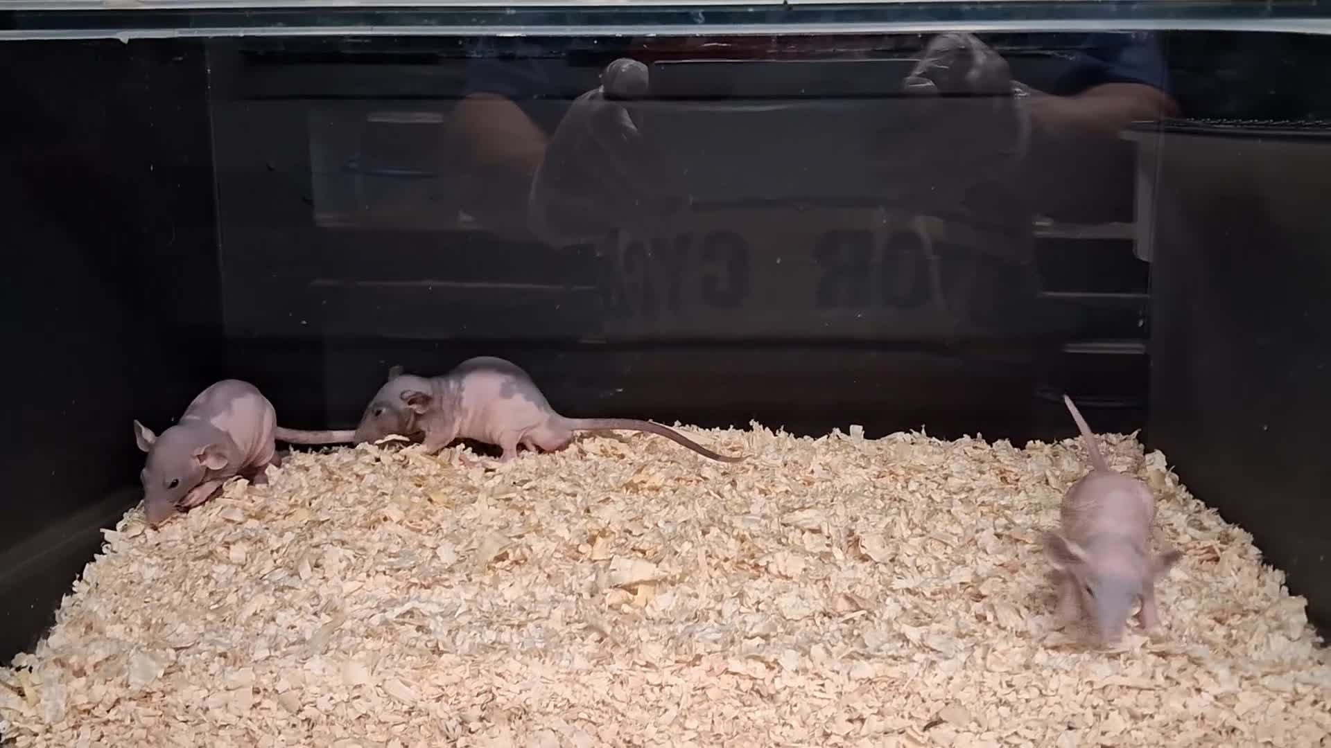 Rat rodents for sale: Baby Dumbo Rat's, Natural , Rex , Nakeds  - Video 4
