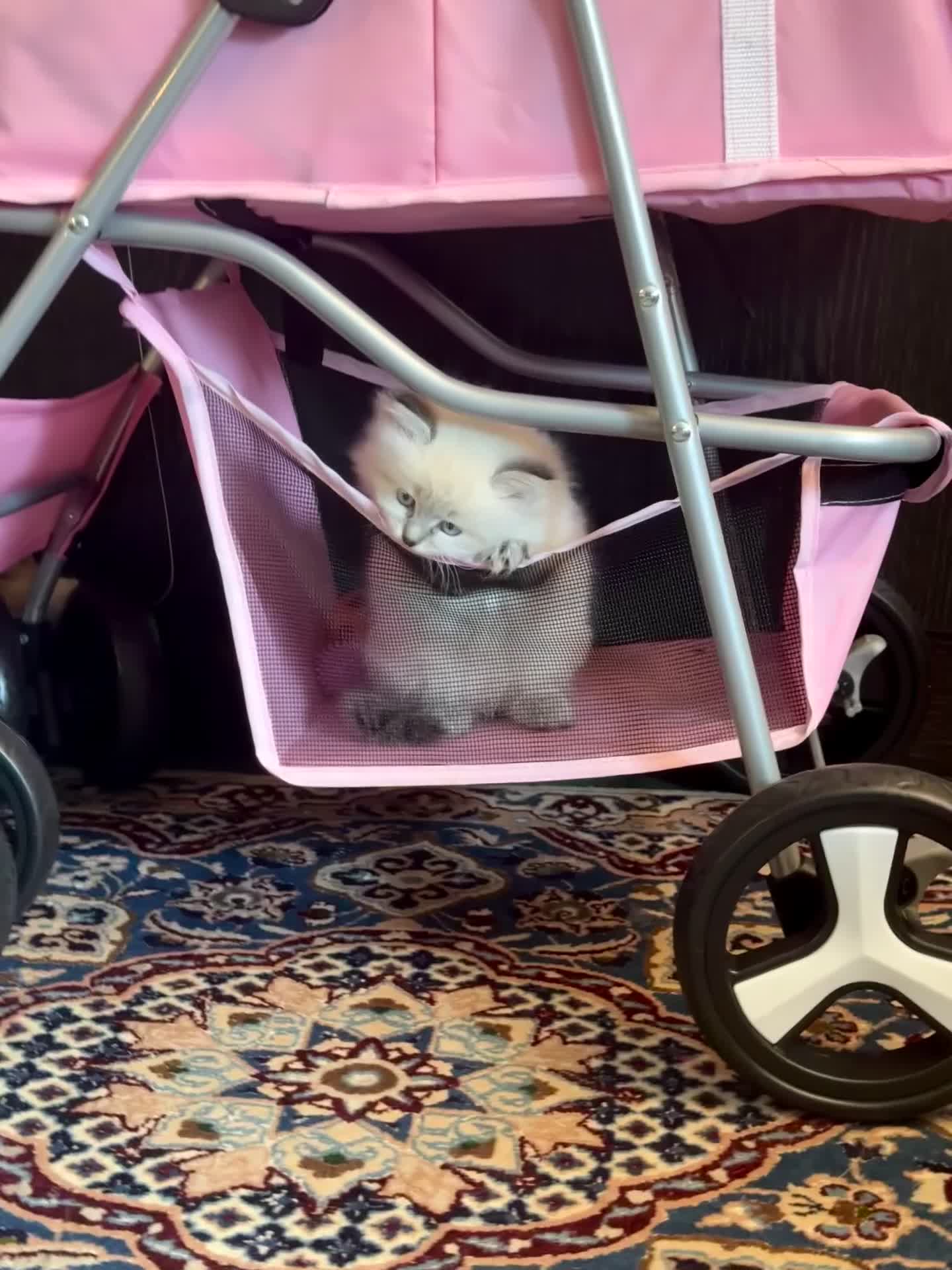 Siberian cats for sale: Siberian Neva Masquerade kittens with blue eyes in Stockport - Video 2