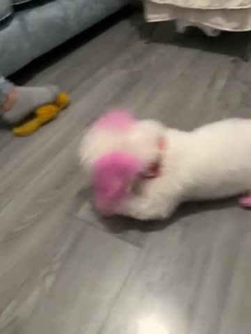 Bichon Frise dogs for sale: 2 Adorable Bichon Maltese Boy Puppies 8Weeks Old🐾 in Liverpool - Video 1