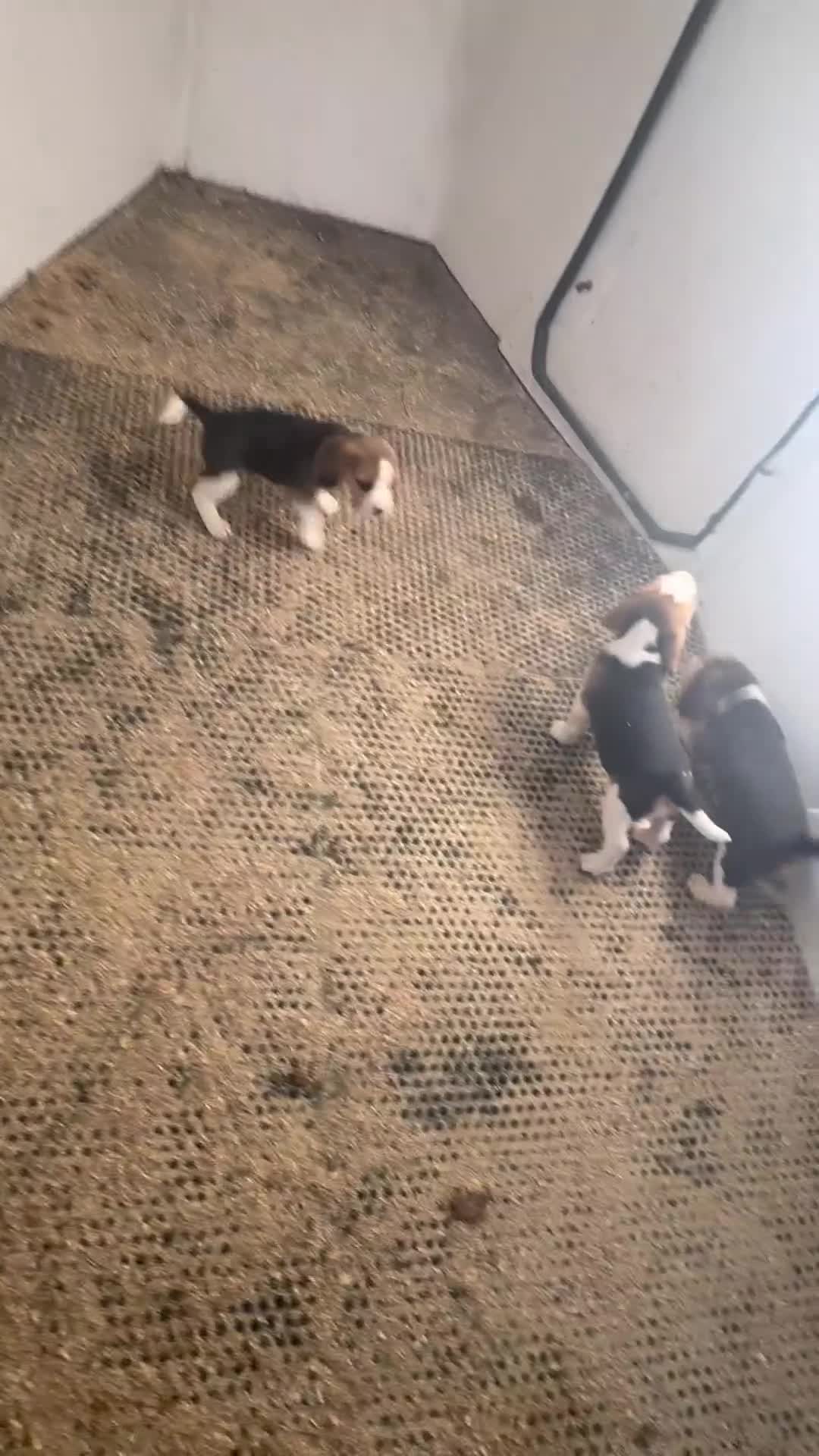Beagle dogs for sale: Beautiful KC Registered Beagle’s  - Video 5
