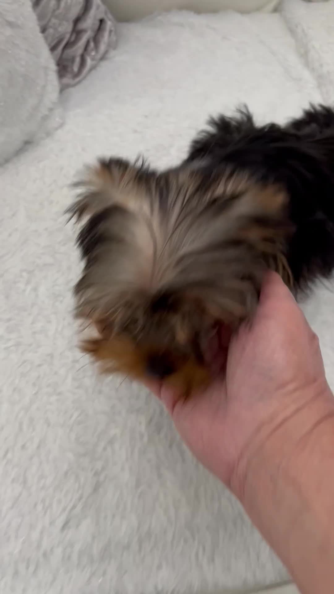 Yorkshire Terrier dogs for sale: Pedigree Yorkshire terrier fully vaccinated  - Video 1