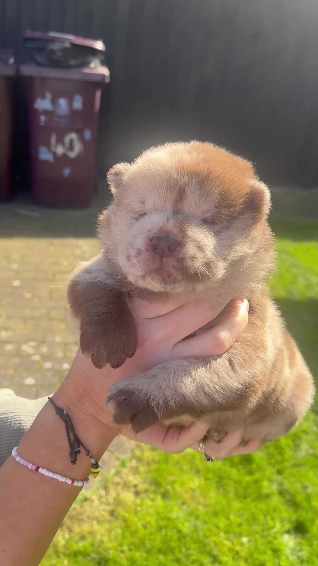 Chow Chow dogs for sale: Chow Puppies - Video 3