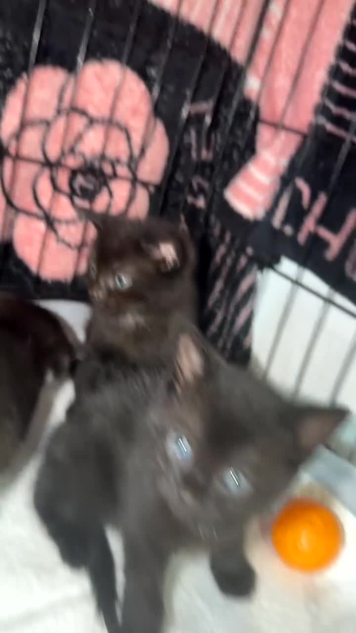 Ragdoll cats for sale: Ragdoll X Tabby  - Video 1