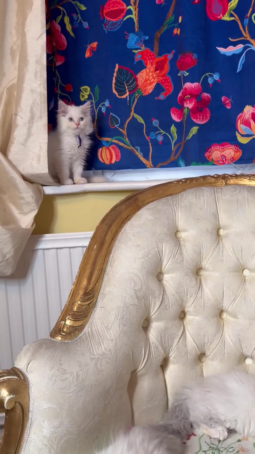 Perdoll cats for sale: ⭐️READY Now⭐️ Perdoll kittens  - Video 1