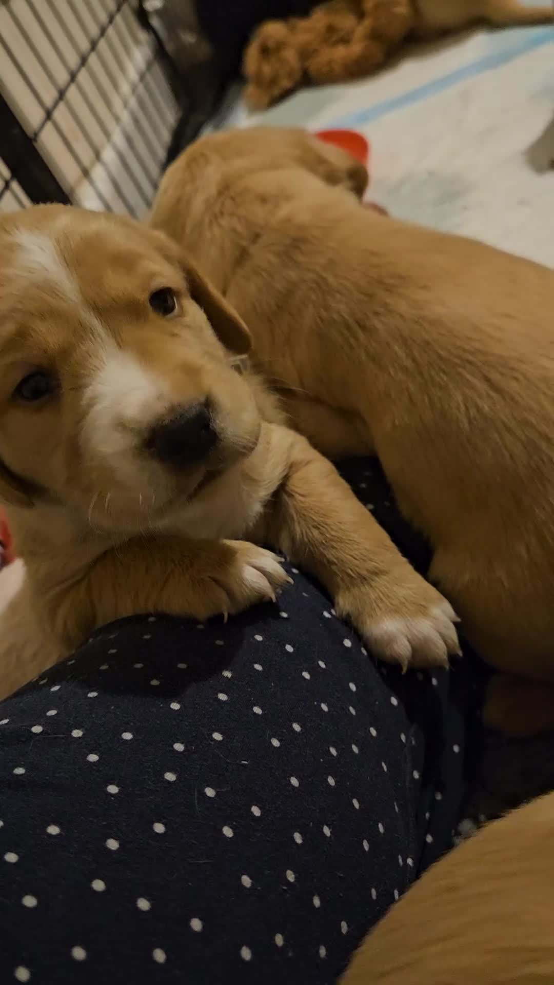 Cockerdor dogs for sale: Beautiful cockador pups - Video 1