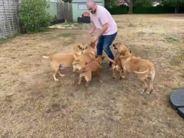 Labrador Retriever dogs for sale: Male fox red Labrador  - Video 1