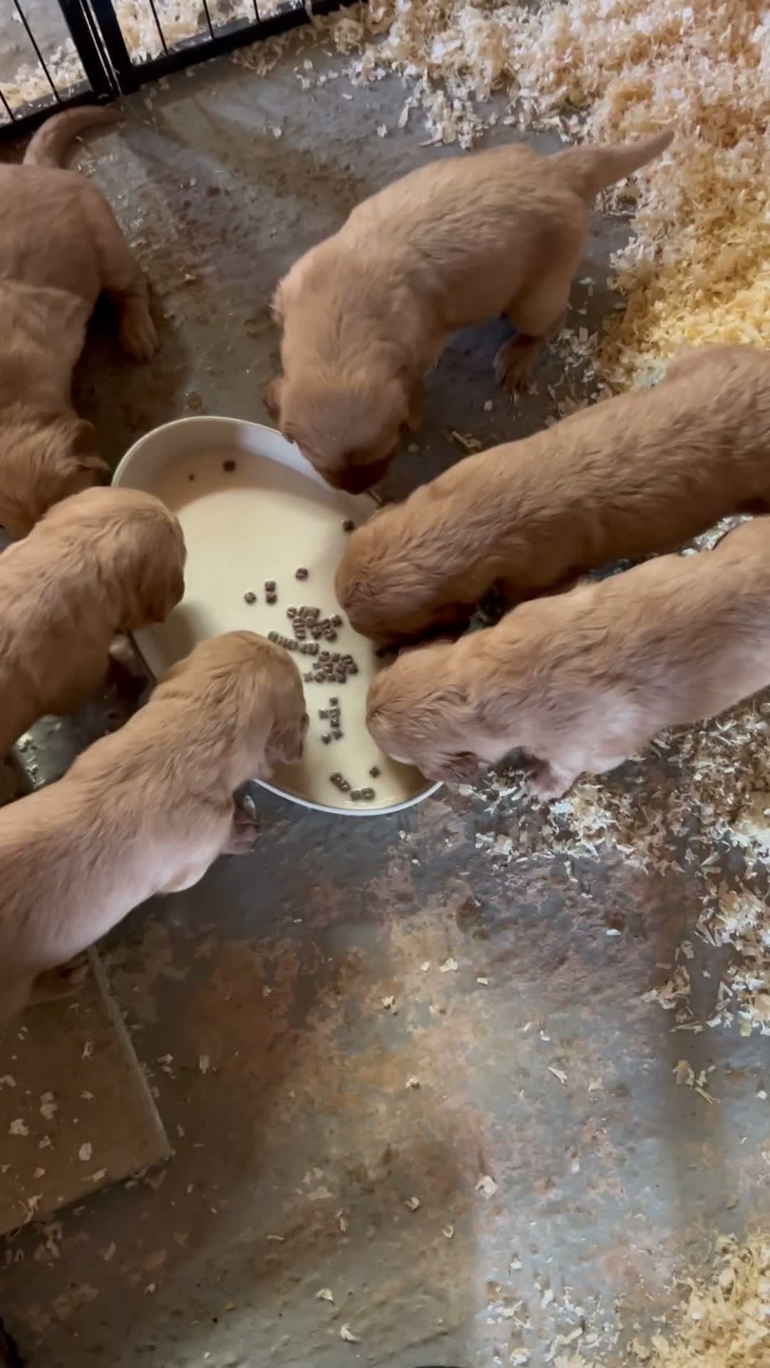 Golden Retriever dogs for sale: Very Dark Golden Retriever Puppies  in King's Lynn - Video 1