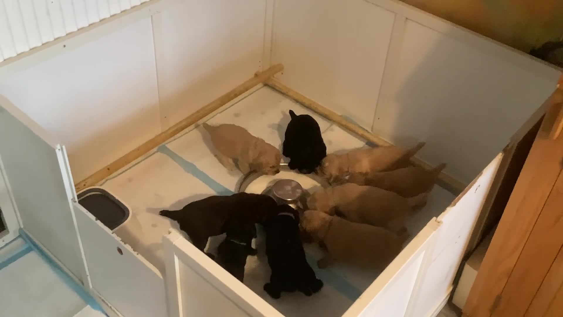 Cocker Spaniel dogs for sale: KC registered working cocker spaniel puppies  - Video 1