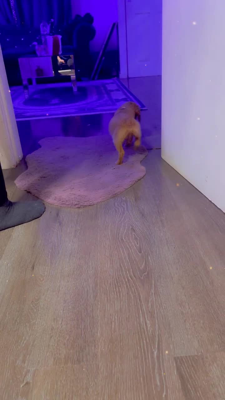 Mixed Breed dogs for sale: Cockapoo apricot  in Crewe - Video 3