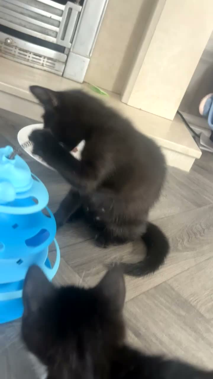 Mixed Breed cats for sale: 2 kittens 10 weeksold  in South Ockendon - Video 1